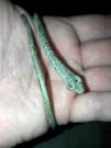 Bronzový had
